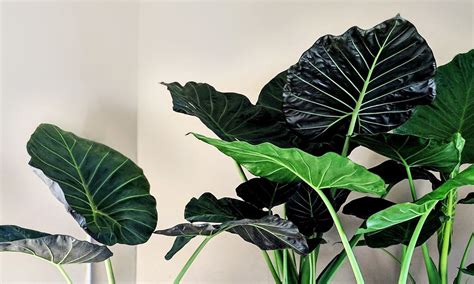Our All Time Favorite Large Leaf Tropical Plants — Plant Care Tips And