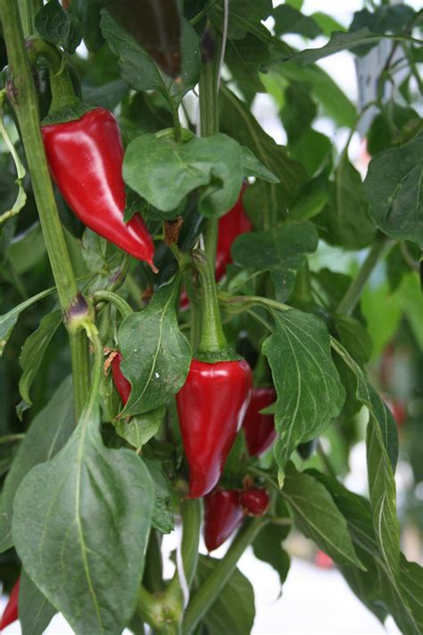 Fresno Supreme This Is A Very Popular General Purpose Chilli The