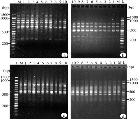 Representative Picture Of Polymerase Chain Reaction Pcr Amplification