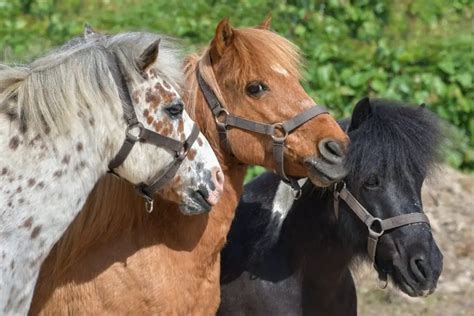 Miniature Horse Breeds List Revealed Best Horse Rider