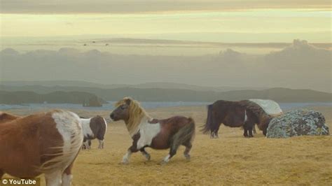 Is This The Funniest Advert Of The Year Shetland Pony Moonwalking To