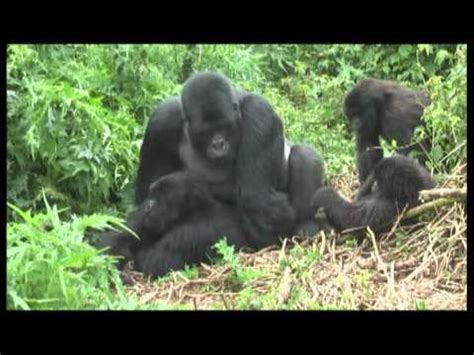 Search results for 'apes mating with human'. Gorillas mating footage Rwanda - World Primate Safaris ...