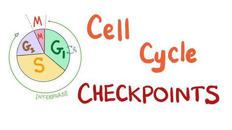 Checkpoints Of The Cell Cycle YouTube