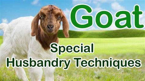 Special Husbandry Techniques Of Goat Farming Goat Farming