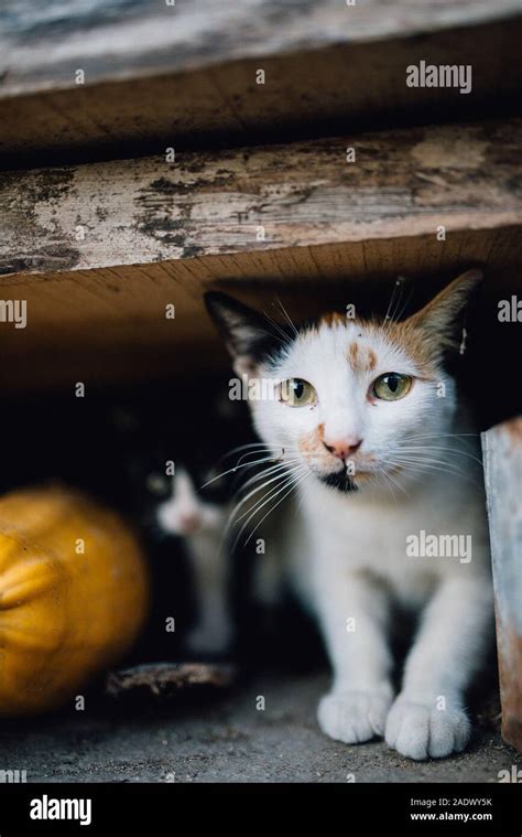 Darling Cats Hi Res Stock Photography And Images Alamy