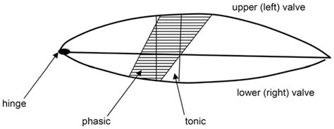 Possible Prediction Of Scallop Swimming Styles From Shell And Adductor