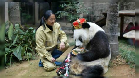 Panda Raksasa Tertua Kedua Di Dunia Ulang Tahun Berapa Usianya