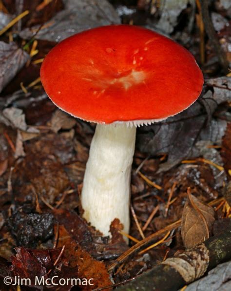 Ohio Birds And Biodiversity Beautiful Mushrooms Ill Consequences