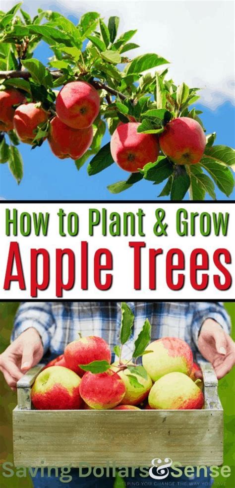 Ancient phoenicians harvested wild apples. How to Plant & Grow Apple Trees | 1000 in 2020 | Apple ...