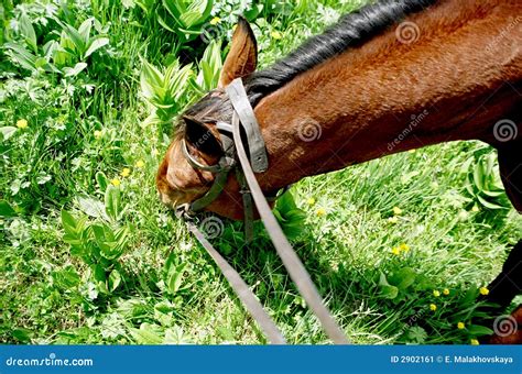 Horse Eating Grass Stock Image Image Of Reins Mammal 2902161