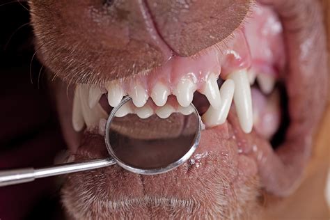 Teeth And Gum Cleaning In Dogs Conditions Treated Procedure