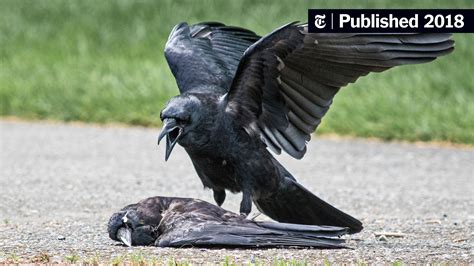 Why Are Some Crows Committing Acts Of Necrophilia The New York Times