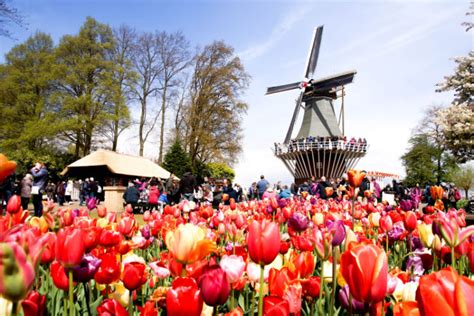 Holland im Frühling Tipps für das Tulpenparadies