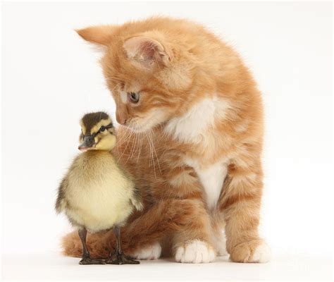 Kitten And Duckling Photograph By Mark Taylor Fine Art America