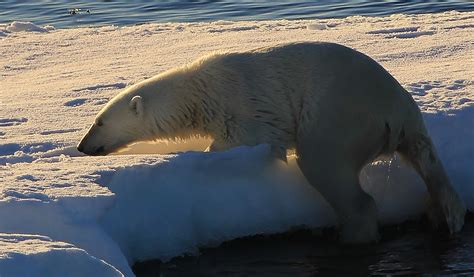 Polar Bear Ursus Maritimus Greenland 168 After Watch Flickr