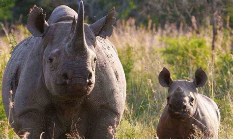 South African Rhino Poaching Numbers Show Need For Urgent Action