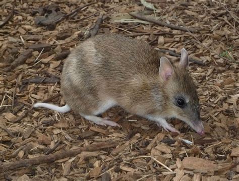 Bandicoot Animals | Amazing Facts & Latest Pictures | All Wildlife ...