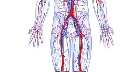 The dorsal blood vessels carry blood to the front of the earthworm's body whereas the ventral blood vessels are responsible for carrying blood to the rear of the earthworm's body. What Are the Largest Blood Vessels in the Body? | LIVESTRONG.COM