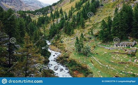Mountain Landscape With Green Meadow Pine Trees Sheeps Grazing Stock