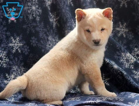 It is important to find a reputable akc approved shiba inu while we at my first shiba inu advocate for saving rescues whenever possible, we also understand that there are certain families who specifically. Boomer | Shiba Inu Puppy For Sale | Keystone Puppies