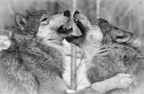 Wolf Fight Photograph By Desiree Deleeuw Fine Art America