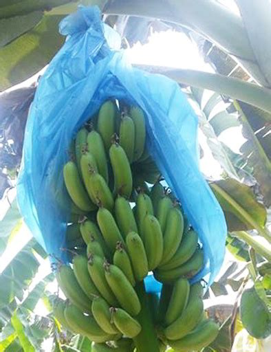 Berikan pupuk pisang dengan manaburkan pupuk kandang. 12 Cara Mudah Budidaya Menanam POHON PISANG Agar Cepat ...