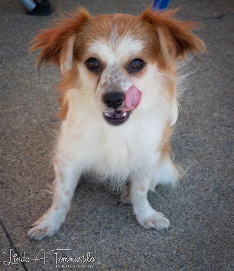 Want to discover art related to papacito? Papacito - Capital District Humane Association