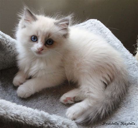 Blue Bicolor Ragdoll Kitten