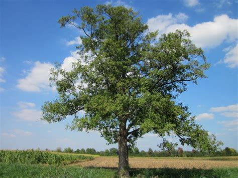 Дерево ольха: фото, описание, посадка и уход, свойства и ...