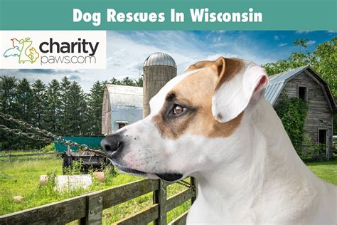 12 Dog Rescues In Wisconsin Who Have Dogs Available