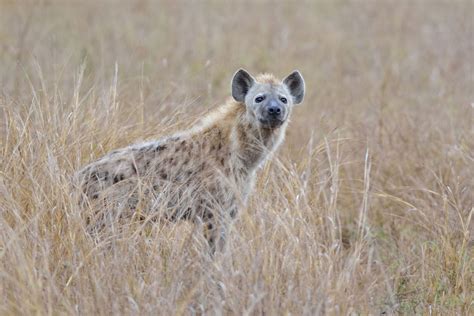 Whats The Difference Between A Hyena And A Wild Dog