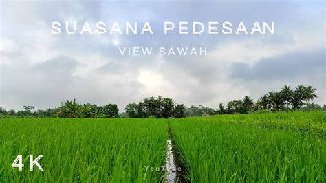 Suasana Pedesaan View Sawah 4k Youtube