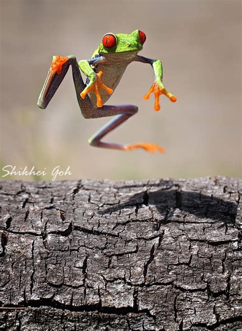 Jump By Shikhei Goh Via 500px Macro Photography Red Eyed Tree Frog