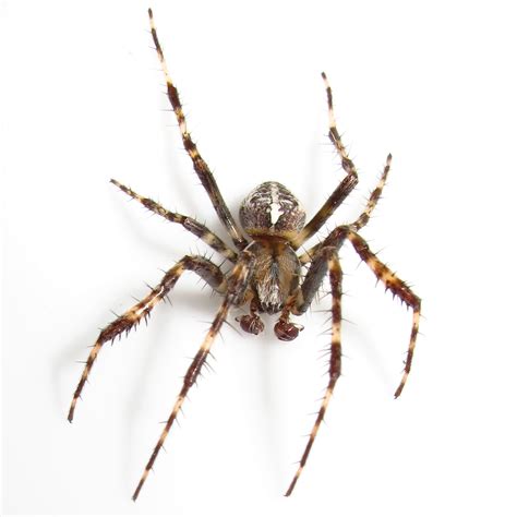 Bugblog Male Garden Spider