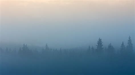 Misty Foggy Forest Hd 4k Wallpaper