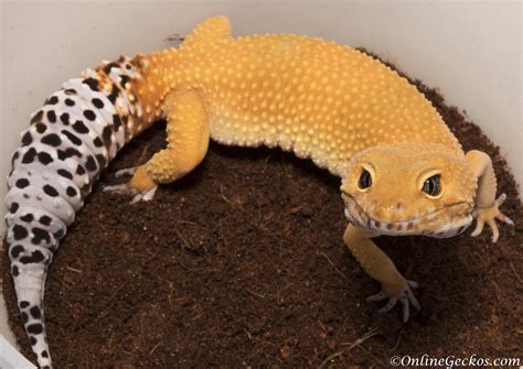 How Big Can A Leopard Gecko Get The Black Hole Leopard Gecko Is A