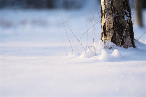 Free Images Tree Nature Branch Snow Cold Winter White Sunlight