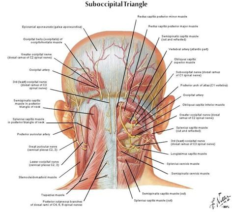 This article describes the anatomy of the head and neck of the human body, including the brain, bones, muscles, blood vessels, nerves, glands, nose, mouth, teeth, tongue, and throat. Pin von Daddys Yock auf knowledge | Anatomie, Fibromyalgie ...