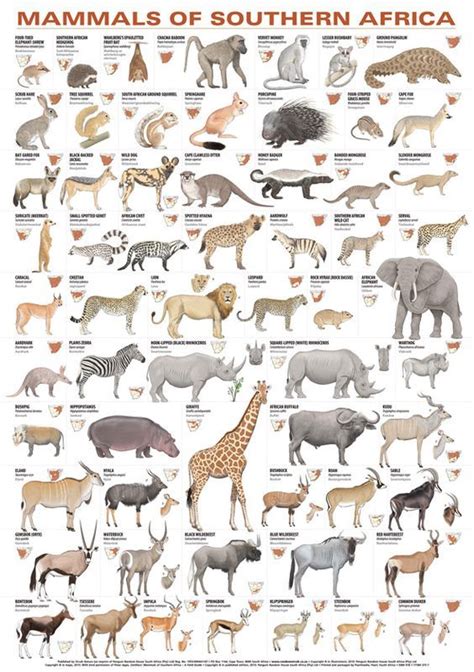 List of african animals extinct in the holocene. Mamíferos do Sul da África | Africa animals, African ...