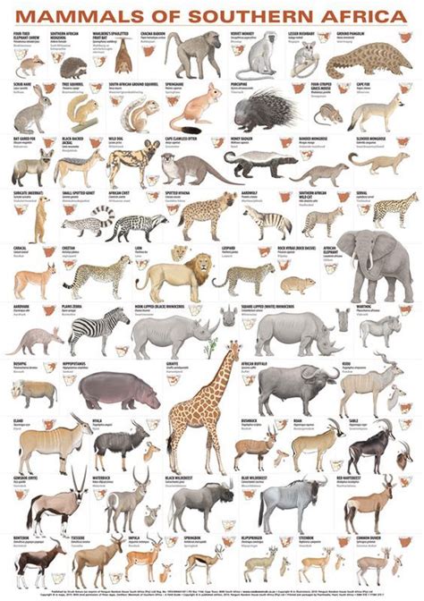 African animals facts photos and videos.africa is a wonderland for animal lovers, and a schoolroom for anyone who wants to learn about nature, beauty and african animals display the widest variety in size and structure of any of the continents. Mamíferos do Sul da África | Africa animals, African ...
