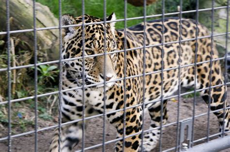 2280 Jaguar Artis Royal Zoo Amsterdam Holland Matthijs Van