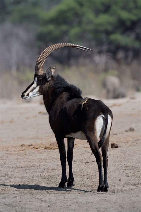 Sable Antelope Female Repro
