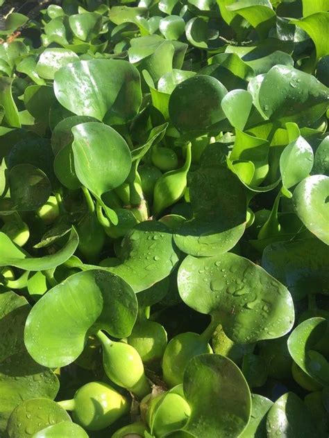 6 Small Water Hyacinth Floating Plants For Your Pond Free