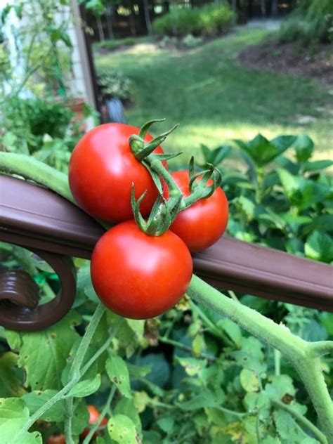 Growing Campari Tomatoes Wine And What