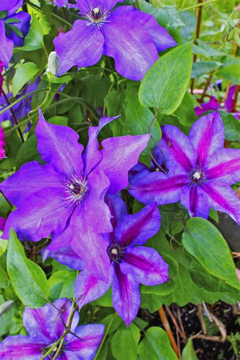 Two Varieties Of Clematis 2017 Purple Garden Clematis Plants