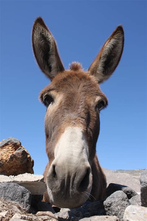 Filesantorinis Donkey Wikimedia Commons