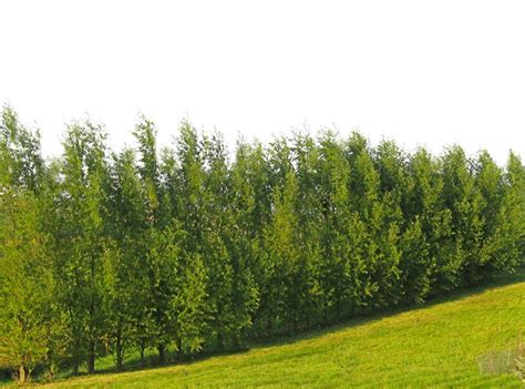 Buy 100 Hybrid Willow Trees Austree Grows 12 Foot 1st Year Fastest