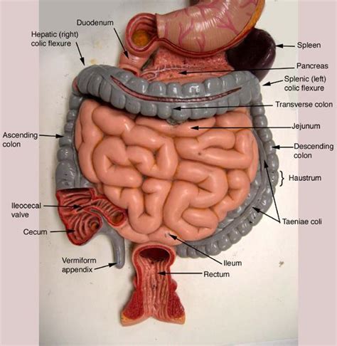 Human torso model with abdominal organs intact. digestive system model labeled - Google Search | anatomy ...