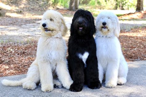 Goldendoodles puppies for sale in ohio. Highlights Of Our Daily Routine With Our Puppies