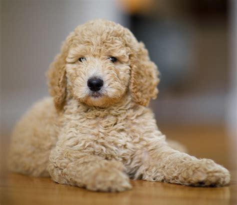Toy Poodle Temperament Lifespan Shedding Puppy